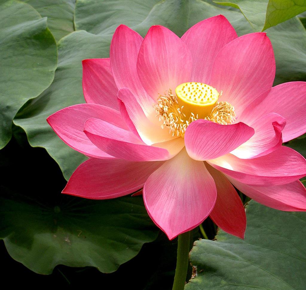 Lotus flower extract Вивасан